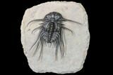 Dicranurus Trilobite - Free Standing Spines! #161341-1